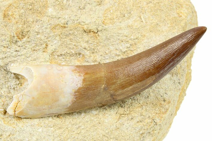 Fossil Plesiosaur (Zarafasaura) Tooth in Rock - Morocco #264617